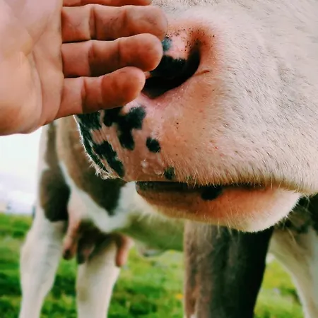 Affittacamere La Maisonette 1878 3*