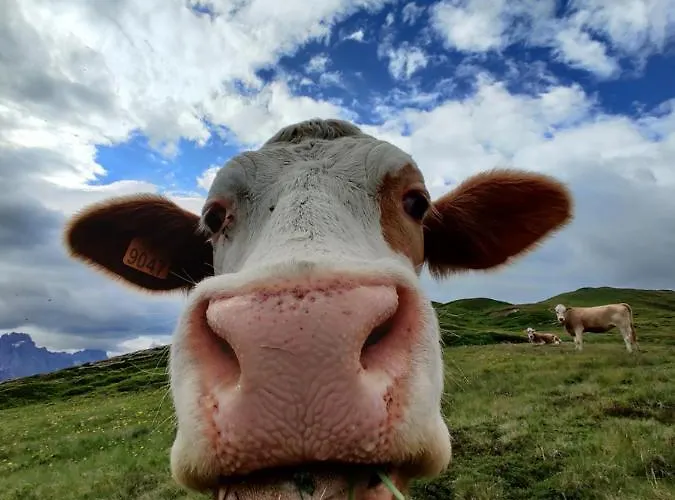 Гостевой дом La Maisonette 1878 3*