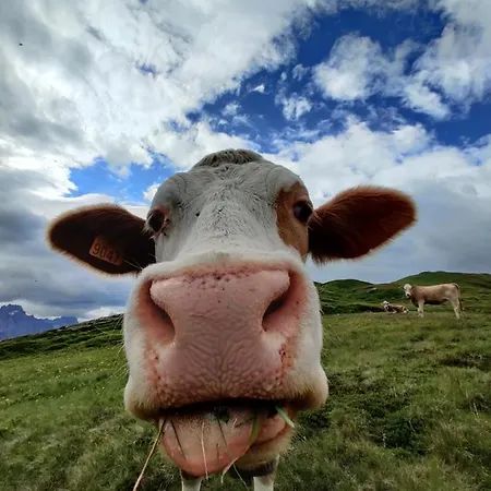 Gasthof La Maisonette 1878 3*